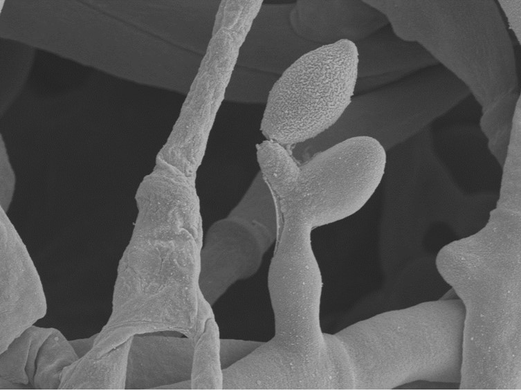 Ophiocordyceps pseudocommunis